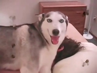 Small dog's asshole is being fucked